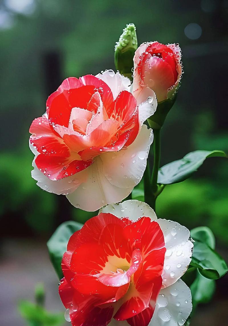 桔梗花花语是什么？桔梗花在花语中代表了什么？