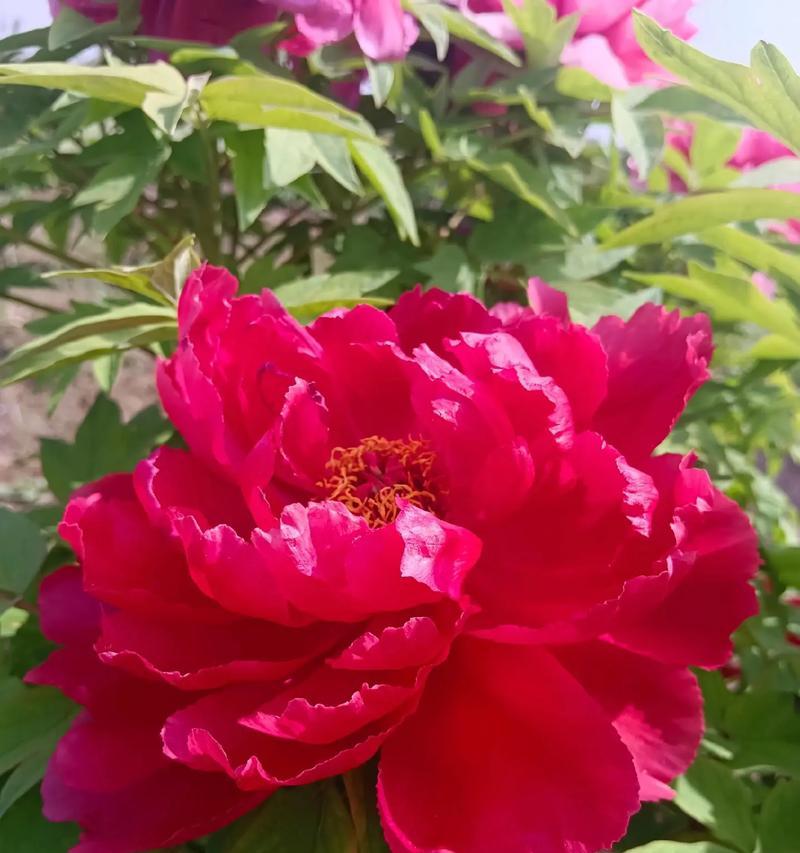菏泽牡丹花象征着什么？为何被誉为花中之王？