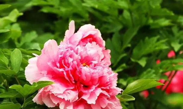 菏泽牡丹花象征着什么？为何被誉为花中之王？