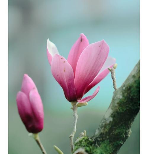 玉兰花有哪些颜色？各自的花语是什么？