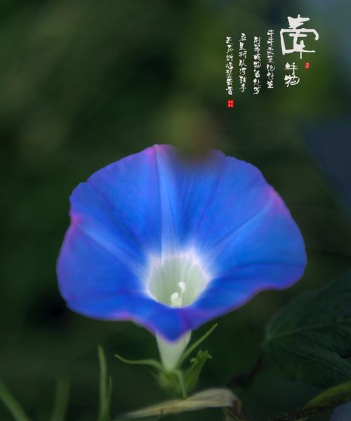喇叭串串花的花语是什么？喇叭花串串的独特意义是什么？