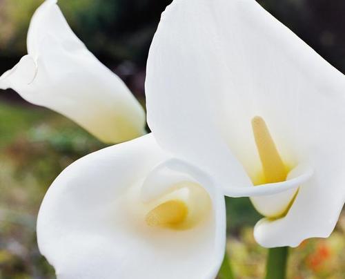 马蹄莲代表什么？花语有何深意？