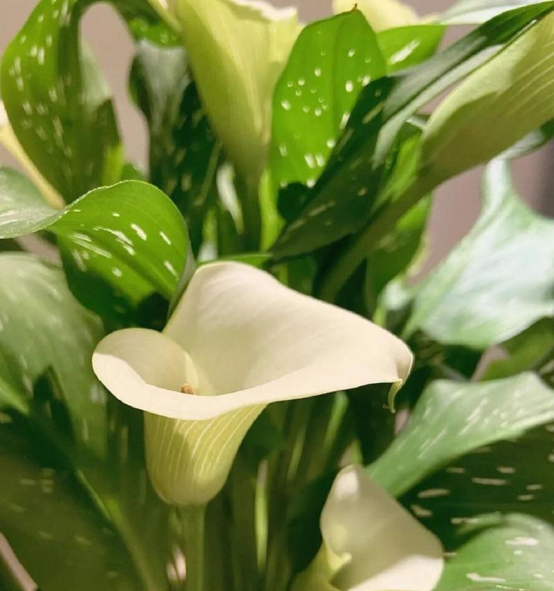 马蹄莲代表什么？花语有何深意？