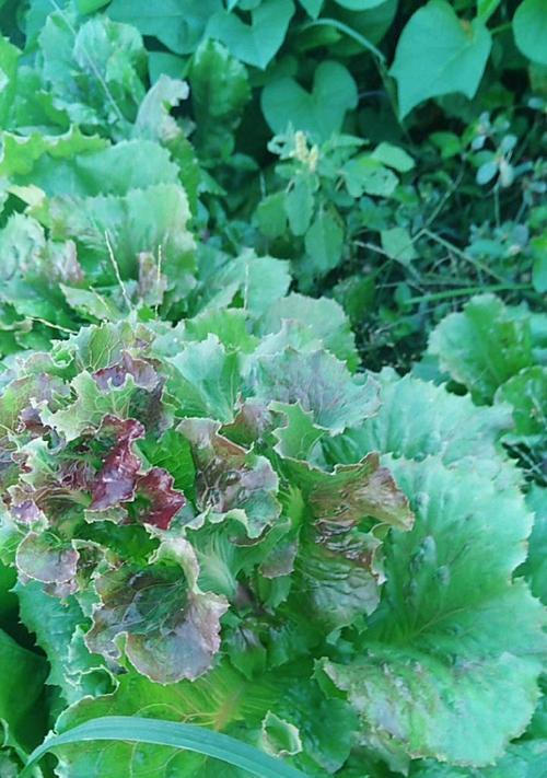 紫生菜的花语是什么？紫生菜的寓意又是什么？