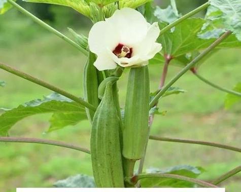 紫生菜的花语是什么？紫生菜的寓意又是什么？