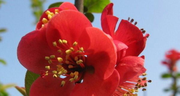 海棠花的花语有哪些？代表什么意义？