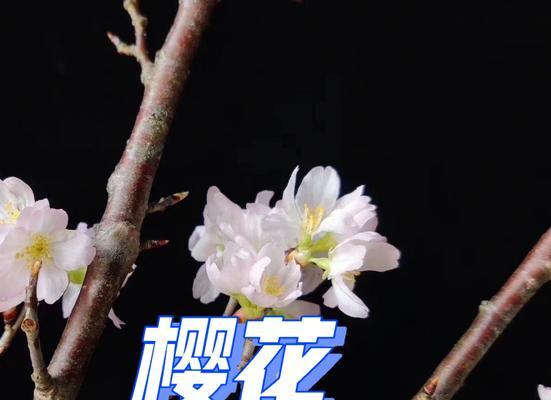 樱花的花语有哪些特别含义？