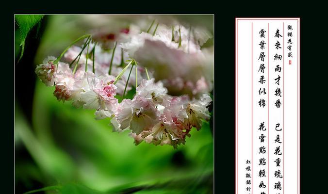 樱花的花语有哪些特别含义？