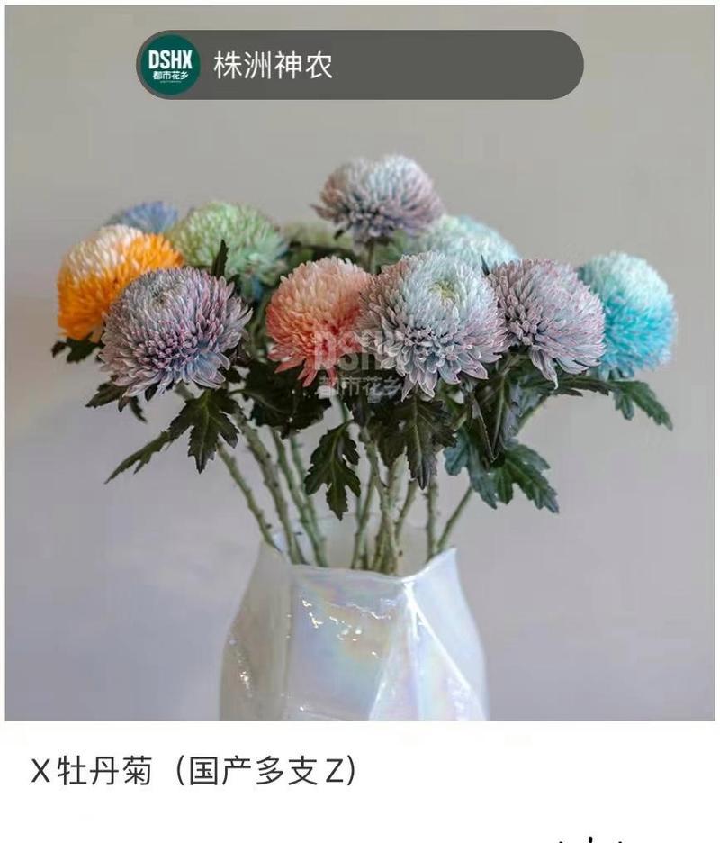 牡丹菊的花语和寓意什么？牡丹菊在花语中承载了哪些意义？