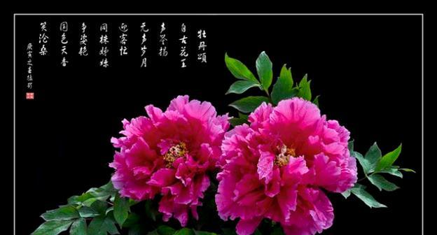 牡丹菊的花语和寓意什么？牡丹菊在花语中承载了哪些意义？