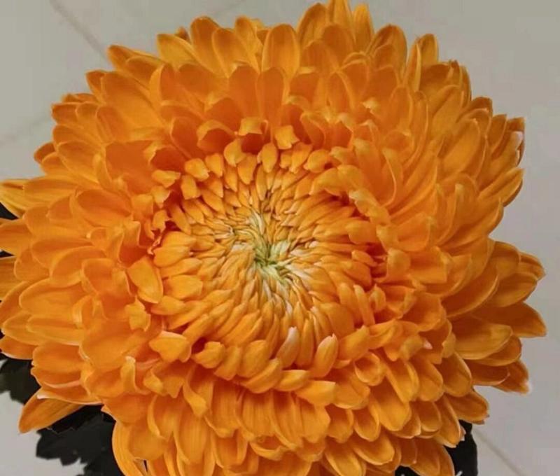 牡丹菊的花语和寓意什么？牡丹菊在花语中承载了哪些意义？