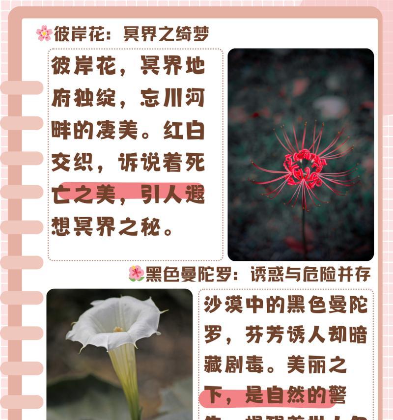 彼岸花是什么解释的花语？它在传说中承载了哪些意义？