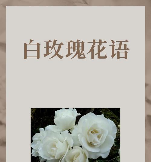 玫瑰花9朵的花语是什么？9朵玫瑰在花语中代表了什么？