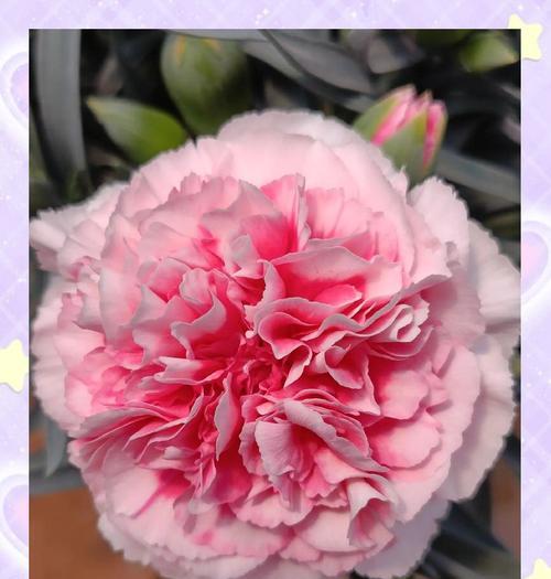 康乃馨的含义和花语是什么？