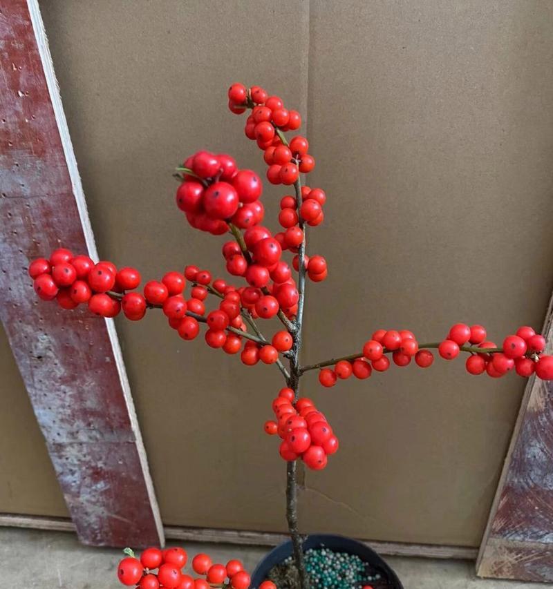 北美冬青的花语有何特别含义？
