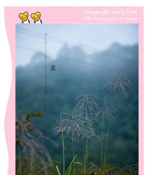 花语和朋友有关的花是什么花？荻花和芦苇花的花语分别是什么？