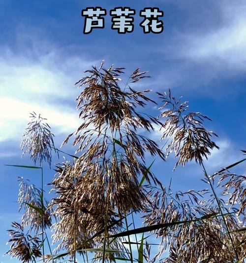 花语和朋友有关的花是什么花？荻花和芦苇花的花语分别是什么？