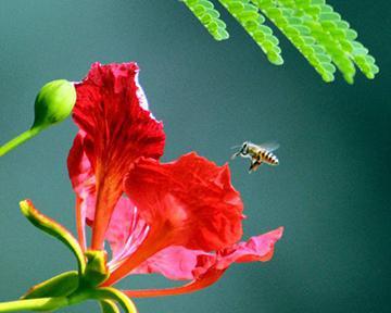 凤凰花的花语寓意是什么？