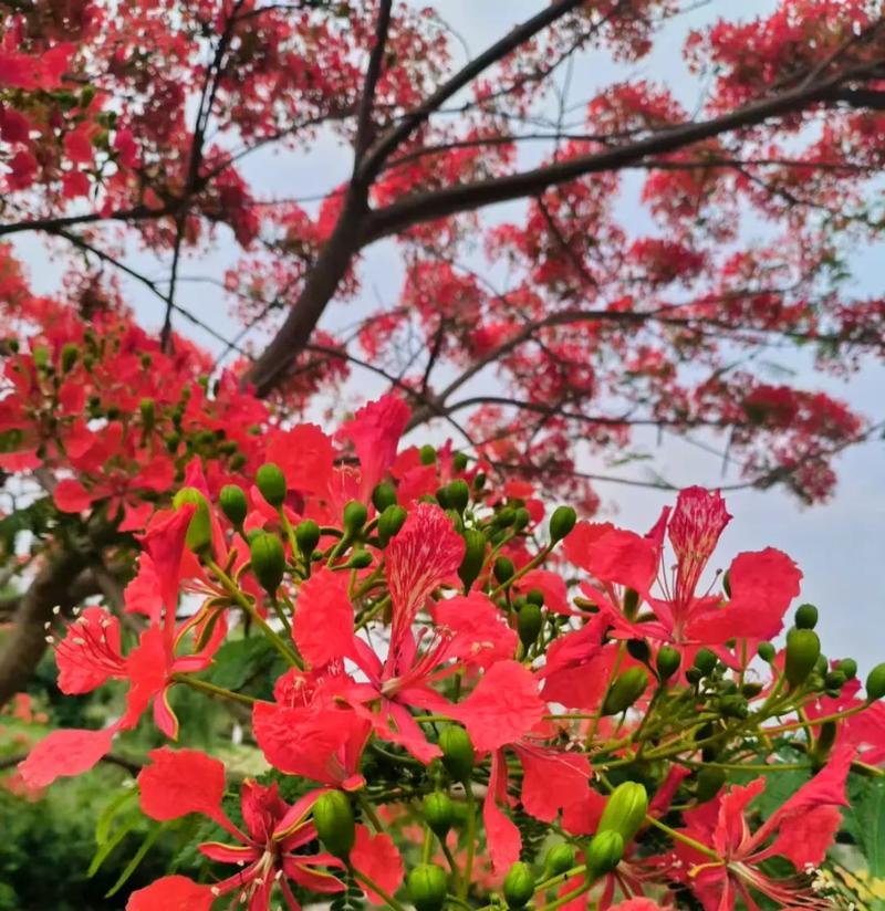 凤凰花的花语寓意是什么？