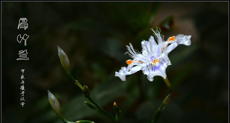 扁竹兰花的寓意与花语有何不同？