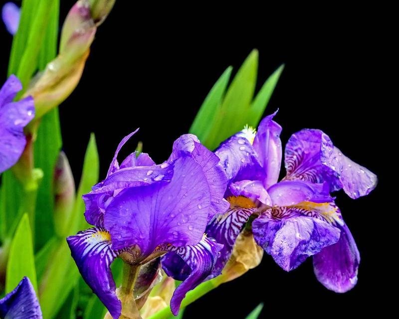 扁竹兰花的寓意与花语有何不同？