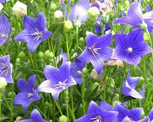 桔梗花的双面花语有何不同？