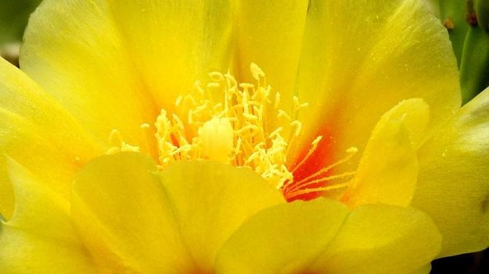 圆刺球仙人掌开黄花的养护方法是什么？