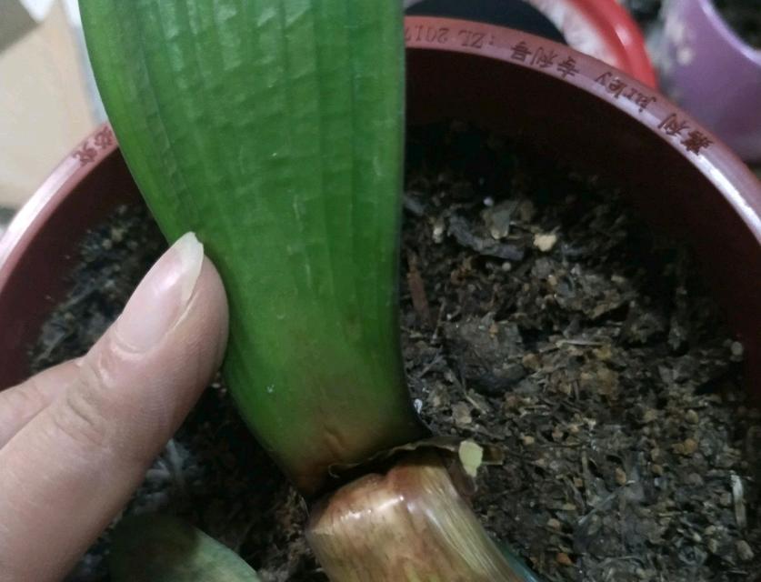君子兰心烂了为何仍能开花？