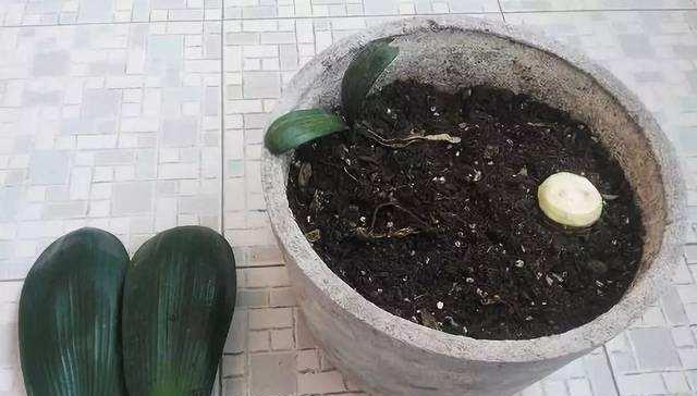 君子兰心烂了为何仍能开花？