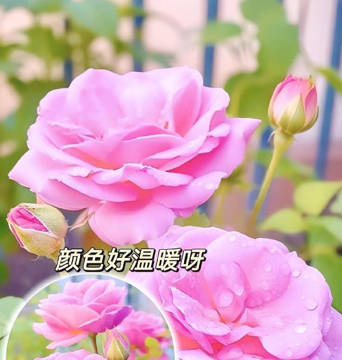 真玫瑰花浇水的最佳方式是什么？如何避免浇水不当的问题？