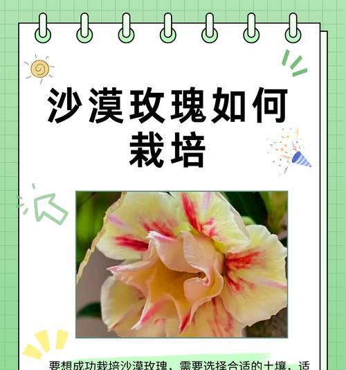 真玫瑰花浇水的最佳方式是什么？如何避免浇水不当的问题？