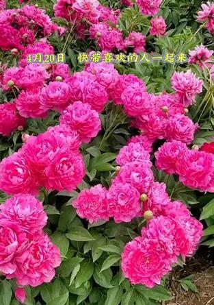 如何养好仙龙园牡丹花？