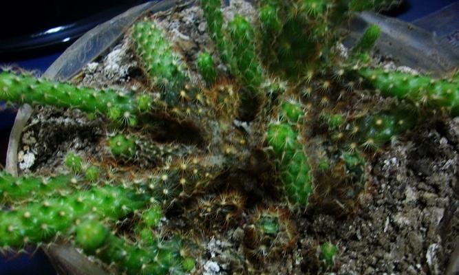 仙人掌浇水过多导致烂根如何补救？