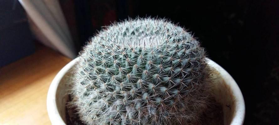 仙人球可以育苗吗？如何进行养护？