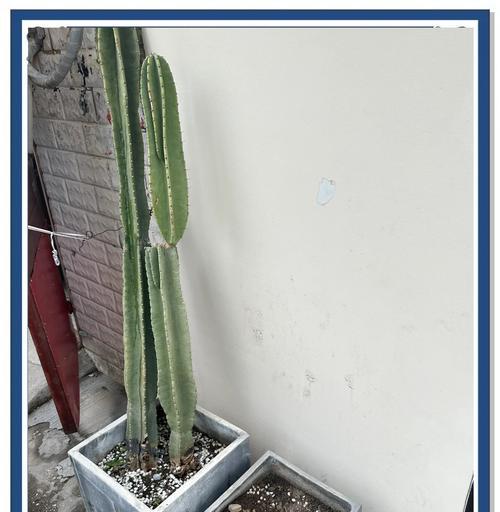 仙人球植物修根的步骤图解是什么？