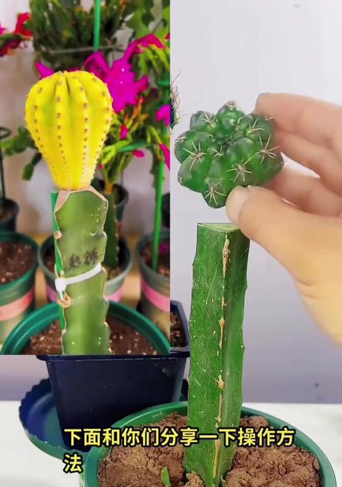 仙人球植物修根的步骤图解是什么？