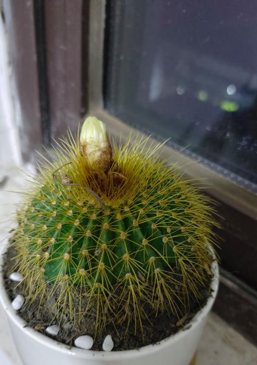 仙人球植物修根的步骤图解是什么？