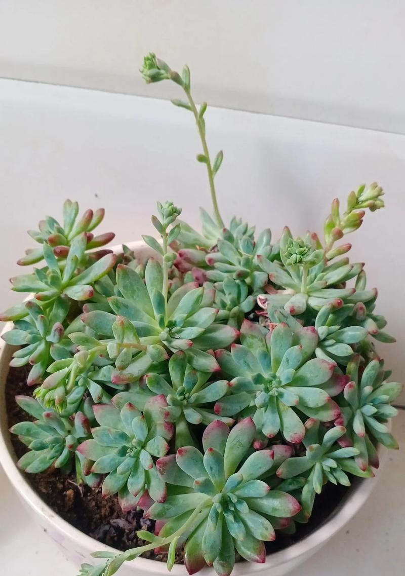 爱开花的仙人掌小盆栽的养护方法是什么？如何促进开花？