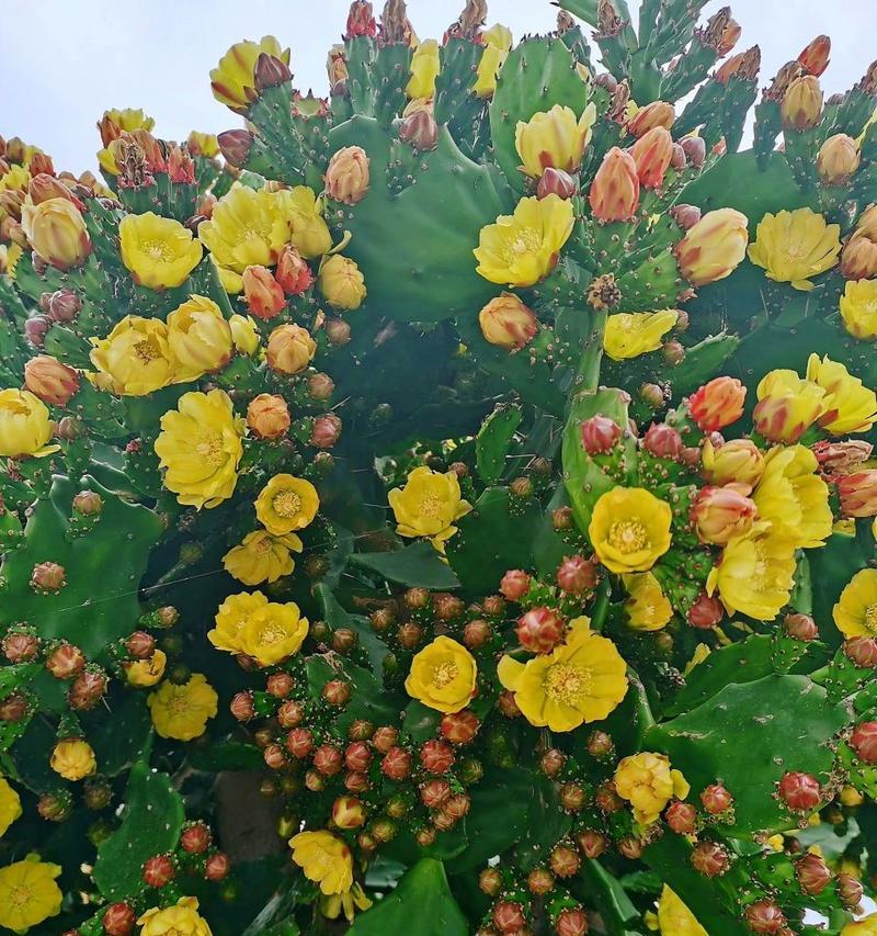 爱开花的仙人掌小盆栽的养护方法是什么？如何促进开花？