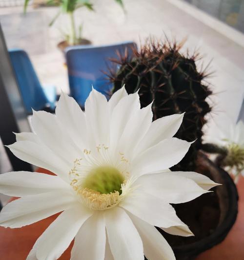 爱开花的仙人掌小盆栽的养护方法是什么？如何促进开花？