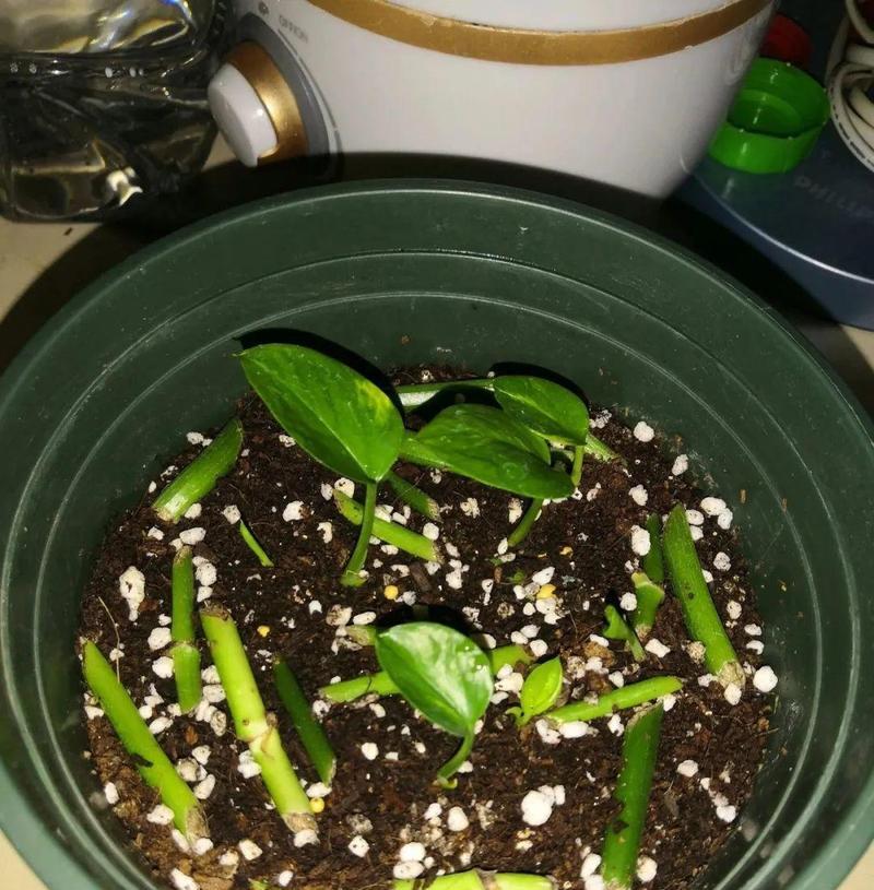 仙人球小白芽的成因是什么？如何正确处理？