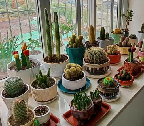 金属花盆适合仙人球生长吗？