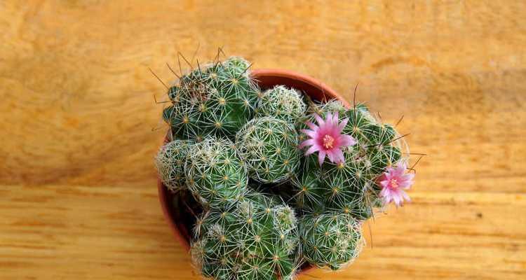 金属花盆适合仙人球生长吗？