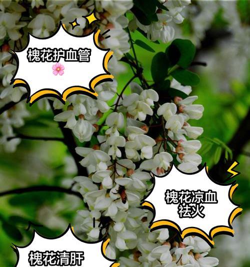 槐花与玫瑰花的不同之处在哪里？