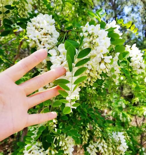 槐花与玫瑰花的不同之处在哪里？