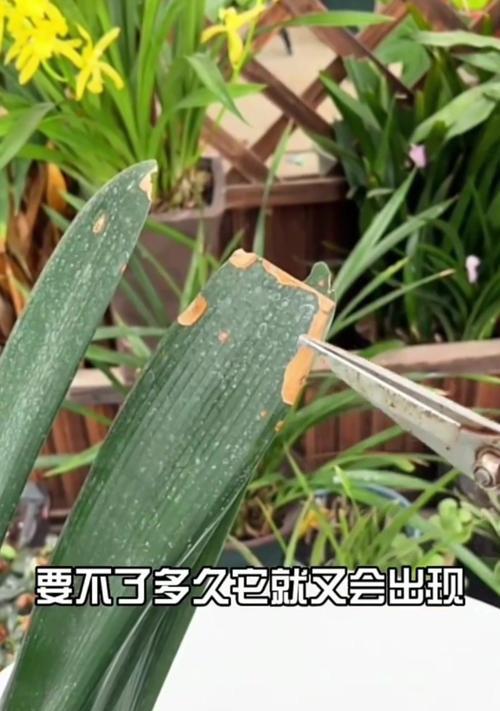 君子兰为什么黄叶？如何判断并解决黄叶问题？