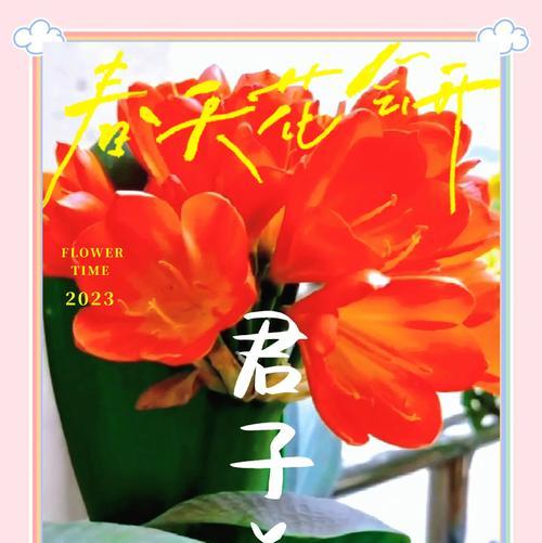 君子兰与小太阳有何不同？