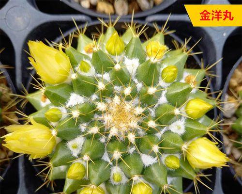 开花仙人球小苗的养护方法是什么？