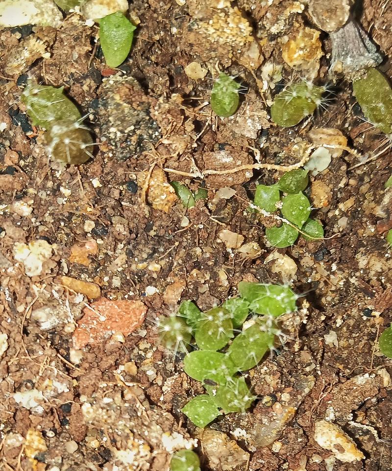 开花仙人球小苗的养护方法是什么？