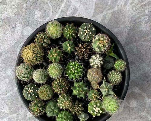 开花仙人球小苗的养护方法是什么？